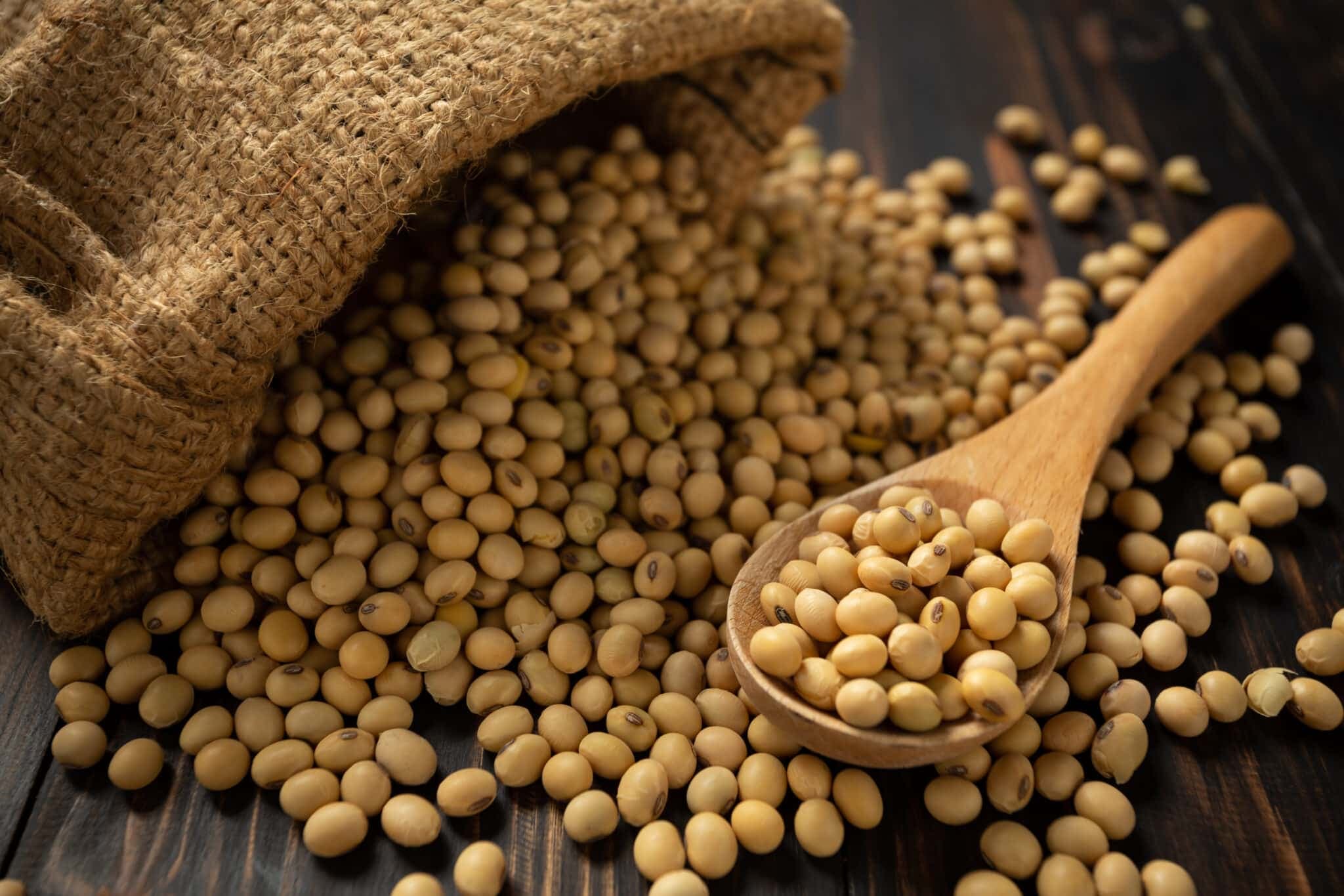 Brazilian Yellow Soybeans (GMO & Non-GMO) sample view 2